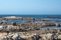 Kelp off a rocky coastline in Kleinbaai Royalty Free Stock Photo