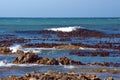 Kelp off a rocky coastline in Kleinbaai Royalty Free Stock Photo