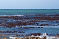 Kelp off a rocky coastline in Kleinbaai Royalty Free Stock Photo