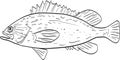 Kelp rockfish Side View Cartoon Drawing