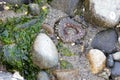 kelp rocks and anenomes in the sand at low tide Royalty Free Stock Photo