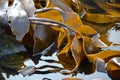 Kelp seaweed (Laminaria digitata) Royalty Free Stock Photo