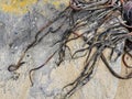 Kelp seaweed on a sandstone rock abstract background Royalty Free Stock Photo
