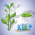 Kelp seaweeds -