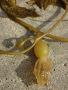 Kelp strands crossing over kelp bulb on beach Royalty Free Stock Photo