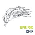 Kelp. Super food hand drawn sketch vector