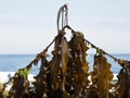 Kelp or Tangle or Konbu gathering at Rausu, Shiretoko, Hokkaido, Japan