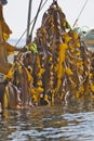 Kelp or Tangle or Konbu gathering at Rausu, Shiretoko, Hokkaido, Japan