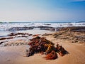 Kelp on Yellow Sand Cronulla Beach, Sydney, Australia Royalty Free Stock Photo