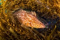 Kelpfish Royalty Free Stock Photo