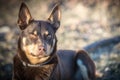 Kelpie Royalty Free Stock Photo