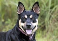 Kelpie cattledog herding dog mix dog rescue photo