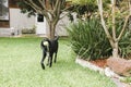 Kelpie dog playing in backyard with tennis ball Royalty Free Stock Photo