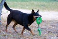 Kelpie Dog Playing