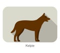 Kelpie dog standing side, walking, dog breed series