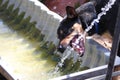 Dog Drinking Water from Stock Trough Royalty Free Stock Photo