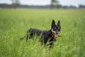 kelpie dog working dog on a sheep farm. model dog. beautiful animal portrait