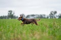 kelpie dog working dog on a sheep farm. model dog. beautiful animal portrait