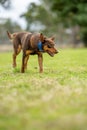 kelpie dog working dog on a sheep farm. model dog. beautiful animal portrait