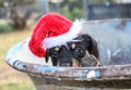 Kelpie puppy wearing santa hat