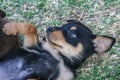 Kelpie sheep dog puppy