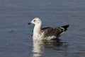 Kelpmeeuw, Kelp Gull, Larus dominicanus