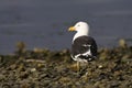 Kelpmeeuw, Kelp Gull, Larus dominicanus