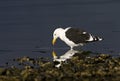 Kelpmeeuw, Kelp Gull, Larus dominicanus