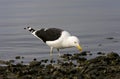 Kelpmeeuw, Kelp Gull, Larus dominicanus