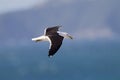 Kelpmeeuw, Kelp Gull, Larus dominicanus