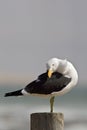 Kelpmeeuw, Kelp Gull, Larus dominicanus vetula