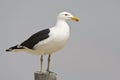 Kelpmeeuw, Kelp Gull, Larus dominicanus vetula