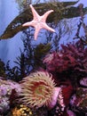 Kelps and Anemones Royalty Free Stock Photo