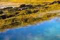 Seaweed Covers Rocks at Low Tide Royalty Free Stock Photo