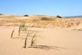 Kelso Sand Dunes, Mojave Desert, California Royalty Free Stock Photo