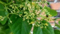 The kelulut bee Also known as the stingless bee, or simply meliponin is foraging on bushkiller plants (Cayratia japonica).