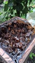 Kelulut Bee Hive Cultivation Royalty Free Stock Photo