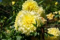 kelvin floodlight dahlia specimen