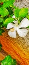 Kembang sepatu white flower Royalty Free Stock Photo