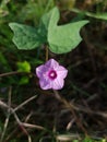 Ipomoea triloba blooms and grows subtly