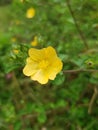 Kembang sore or abutilon indicum blooms and grows subtly