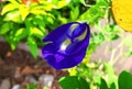 Kembang Telang, Bluebellvine, Blue Pea, Cordofan Pea, Asian Pigeonwing From Ternate Royalty Free Stock Photo