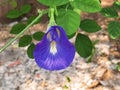 Kembang Telang Clitoria Ternatea, Bluebellvine, Blue Pea From Ternate