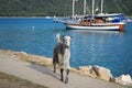 KEMER, TURKEY - MAY 07, 2018: the horned goat is on the coastal path