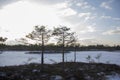 Kemeri national park Latvia in winter sunrise. Royalty Free Stock Photo