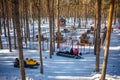 Kemerovo, Russia - March 12, 2022: Private dog farm Haskiland near Kemerovo, Russia
