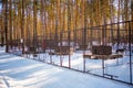 Kemerovo, Russia - March 12, 2022: Private dog farm Haskiland near Kemerovo, Russia