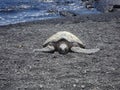 Kemp's ridley sea turtle on the beach Royalty Free Stock Photo