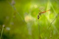 Kempense heidelibel, Spotted Darter, Sympetrum depressiusculum