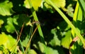 Kempense heidelibel, spotted darter, sympetrum depressiusculum Royalty Free Stock Photo